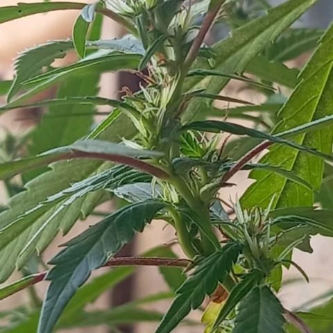 A mina ganjah (prensado) growlog timeline photo