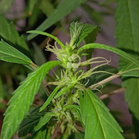 A mina ganjah (prensado) growlog timeline photo