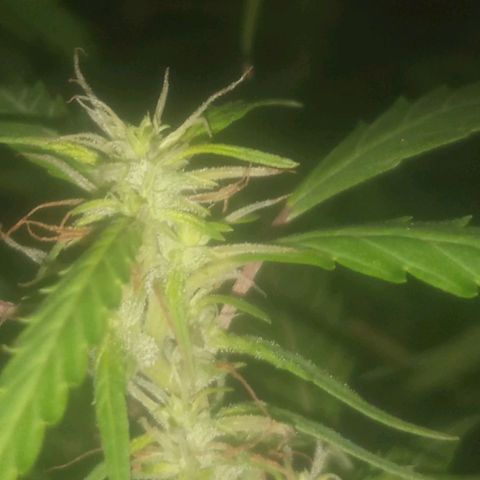 A mina ganjah (prensado) growlog timeline photo