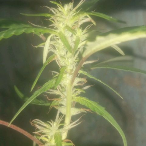 A mina ganjah (prensado) growlog timeline photo