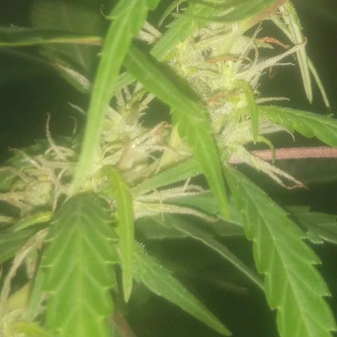 A mina ganjah (prensado) growlog timeline photo