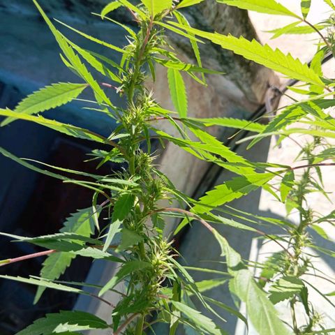 A mina ganjah (prensado) growlog timeline photo