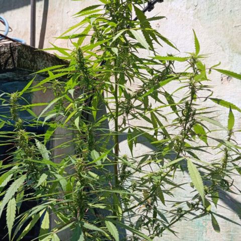 A mina ganjah (prensado) growlog timeline photo