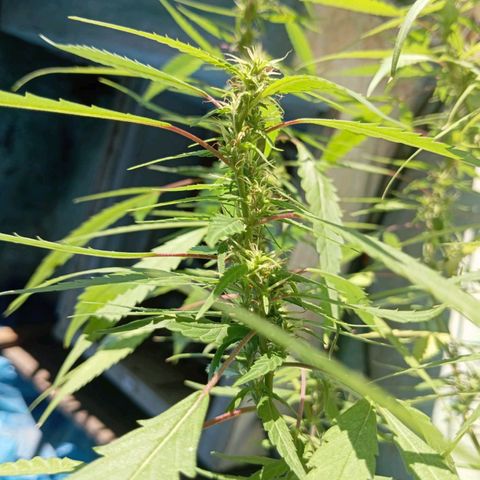 A mina ganjah (prensado) growlog timeline photo