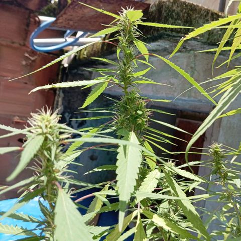 A mina ganjah (prensado) growlog timeline photo