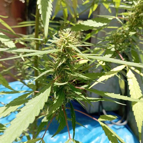 A mina ganjah (prensado) growlog timeline photo