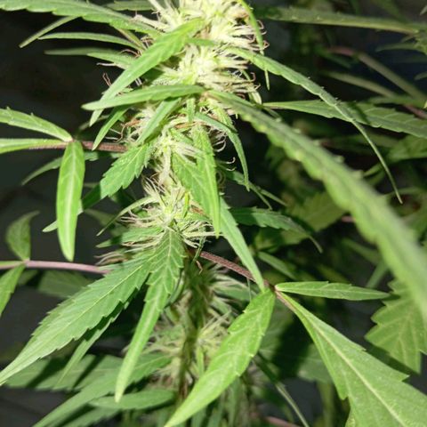 A mina ganjah (prensado) growlog timeline photo