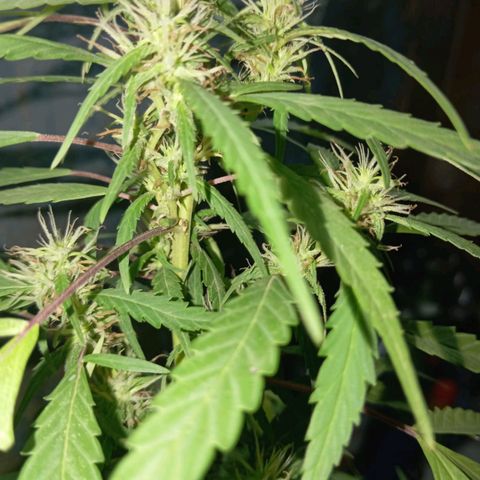 A mina ganjah (prensado) growlog timeline photo