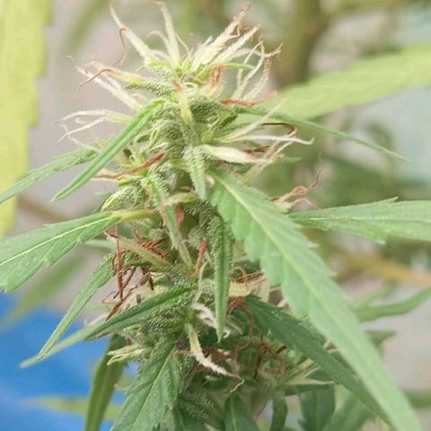 A mina ganjah (prensado) growlog timeline photo