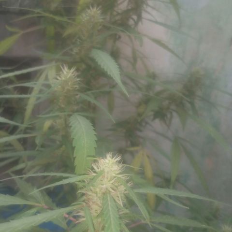 A mina ganjah (prensado) growlog timeline photo