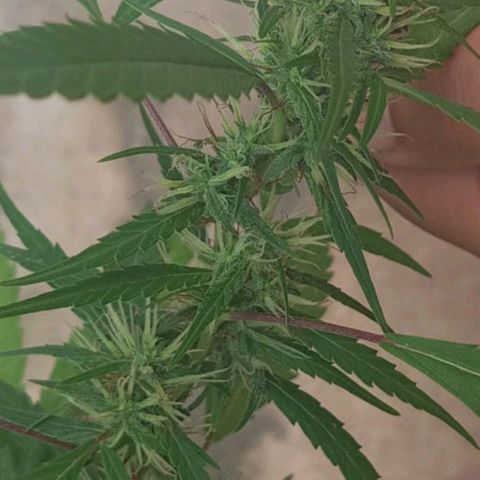 A mina ganjah (prensado) growlog photo: Resina a todo o vapor. Tô apaixonada pela a minha plantinha. Fumo a 9 anos e todas as tentativas de ter uma plantinha deram errado. Tive uma que pensei que daria certo e era macho rsrsrs, então,  essa é a minha primeira planta que deu certo, que é fêmea e que eu cuido com todo carinho. Tô ansiosa para a colheita.