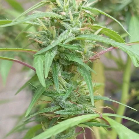 A mina ganjah (prensado) growlog timeline photo