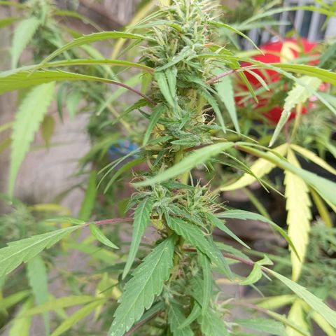 A mina ganjah (prensado) growlog timeline photo