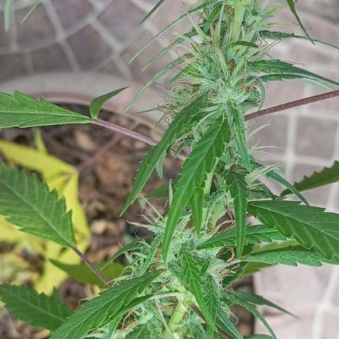 A mina ganjah (prensado) growlog timeline photo