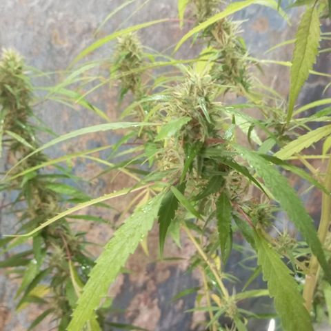A mina ganjah (prensado) growlog timeline photo
