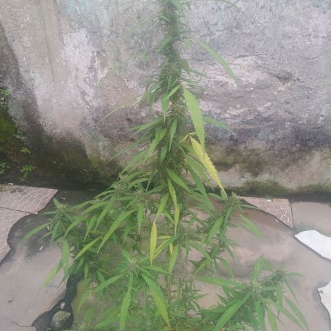 A mina ganjah (prensado) growlog timeline photo