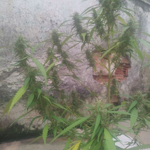 A mina ganjah (prensado) growlog timeline photo