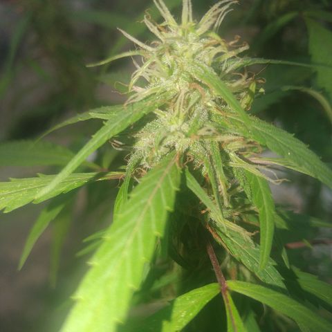 A mina ganjah (prensado) growlog timeline photo