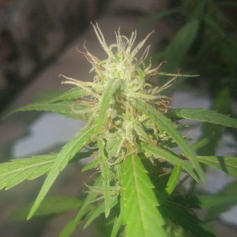 A mina ganjah (prensado) growlog timeline photo