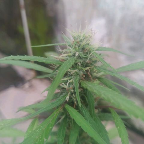 A mina ganjah (prensado) growlog timeline photo