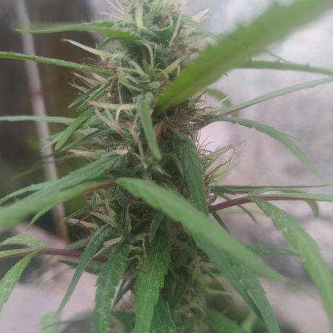 A mina ganjah (prensado) growlog timeline photo