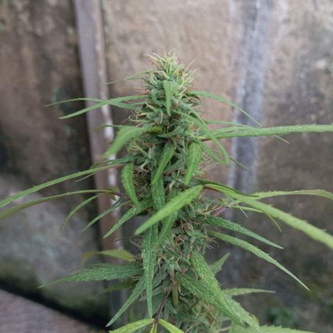 A mina ganjah (prensado) growlog timeline photo