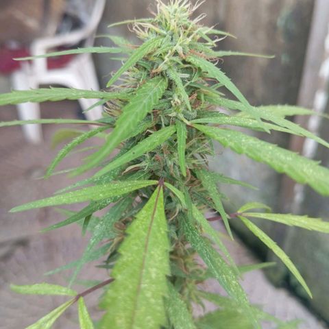 A mina ganjah (prensado) growlog timeline photo