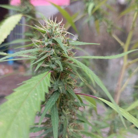 A mina ganjah (prensado) growlog timeline photo