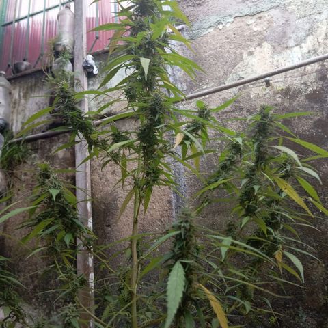 A mina ganjah (prensado) growlog timeline photo