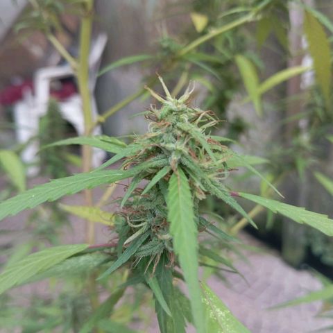 A mina ganjah (prensado) growlog timeline photo