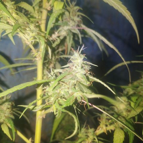 A mina ganjah (prensado) growlog timeline photo