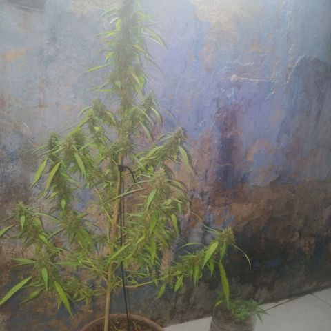 A mina ganjah (prensado) growlog timeline photo