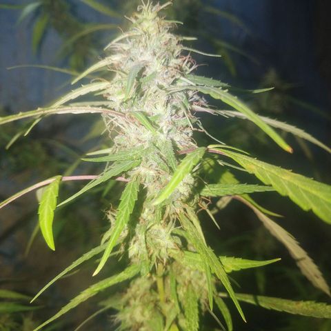 A mina ganjah (prensado) growlog timeline photo