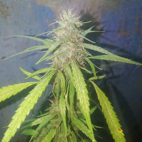 A mina ganjah (prensado) growlog timeline photo