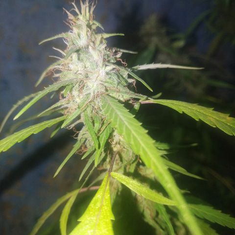 A mina ganjah (prensado) growlog timeline photo