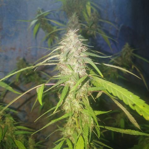 A mina ganjah (prensado) growlog timeline photo