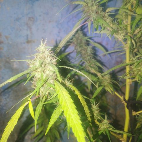 A mina ganjah (prensado) growlog timeline photo
