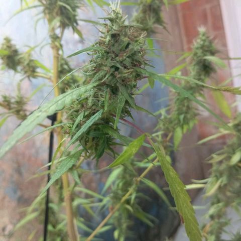A mina ganjah (prensado) growlog timeline photo