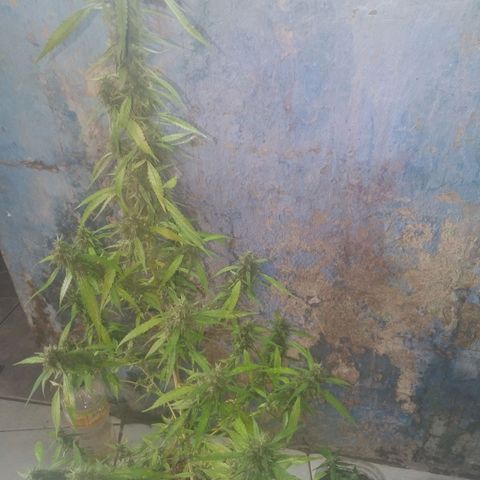 A mina ganjah (prensado) growlog timeline photo