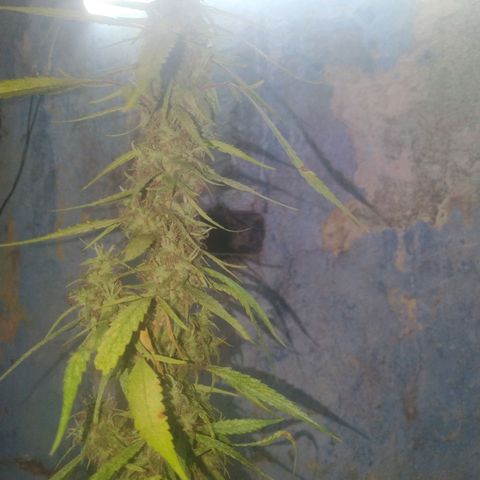 A mina ganjah (prensado) growlog timeline photo