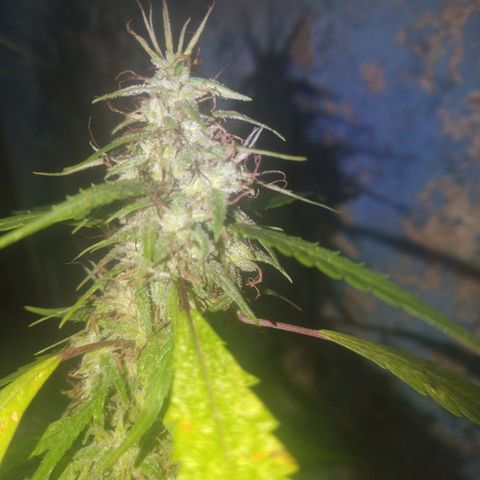 A mina ganjah (prensado) growlog timeline photo