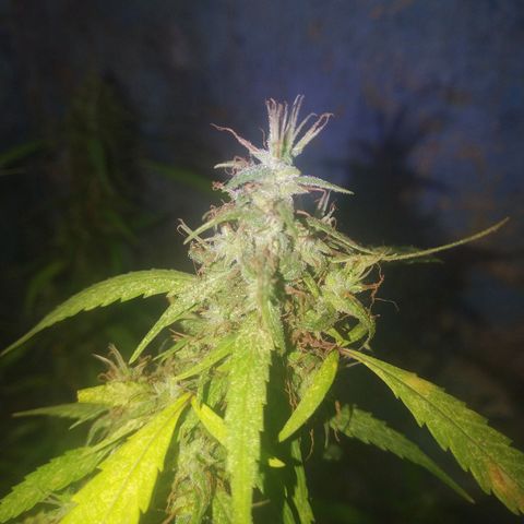 A mina ganjah (prensado) growlog timeline photo