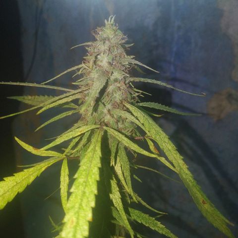 A mina ganjah (prensado) growlog timeline photo