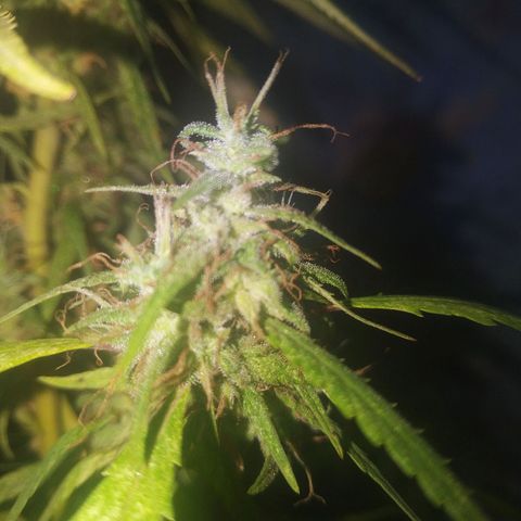 A mina ganjah (prensado) growlog timeline photo