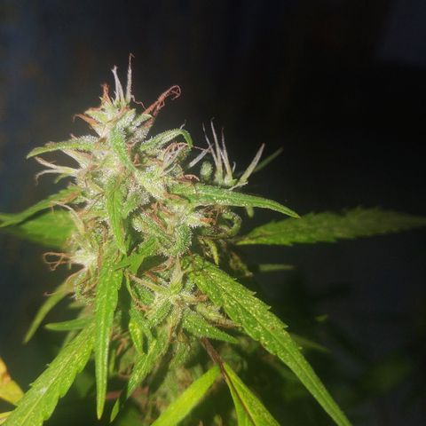 A mina ganjah (prensado) growlog timeline photo
