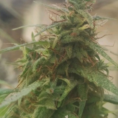 A mina ganjah (prensado) growlog timeline photo