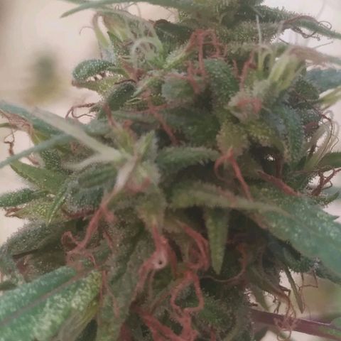 A mina ganjah (prensado) growlog timeline photo