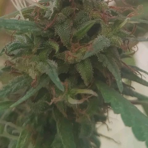 A mina ganjah (prensado) growlog timeline photo