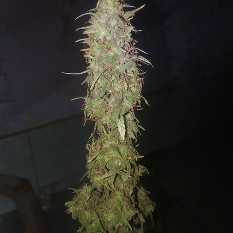 A mina ganjah (prensado) growlog timeline photo