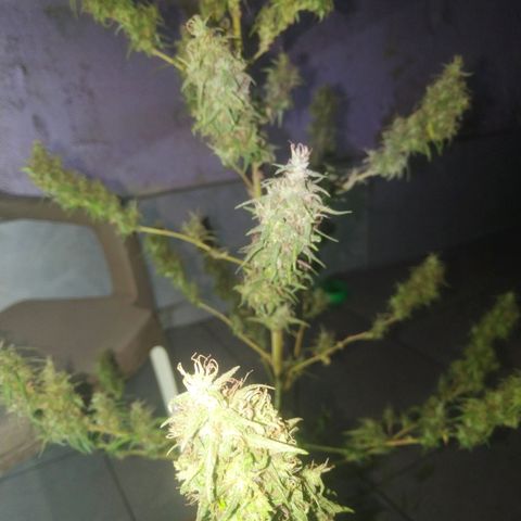 A mina ganjah (prensado) growlog timeline photo